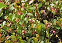 Arctostaphylos uva-ursi